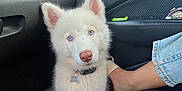Haukea joined the competition — help win amazing prizes! blue_eyes, car_door, car_interior, curious, cute, denim, dog, dog_collar, domestic_animal, footwear, indoor, leather_seat, looking_up, person_leg, pet, puppy, sitting, vent, white_fur, window