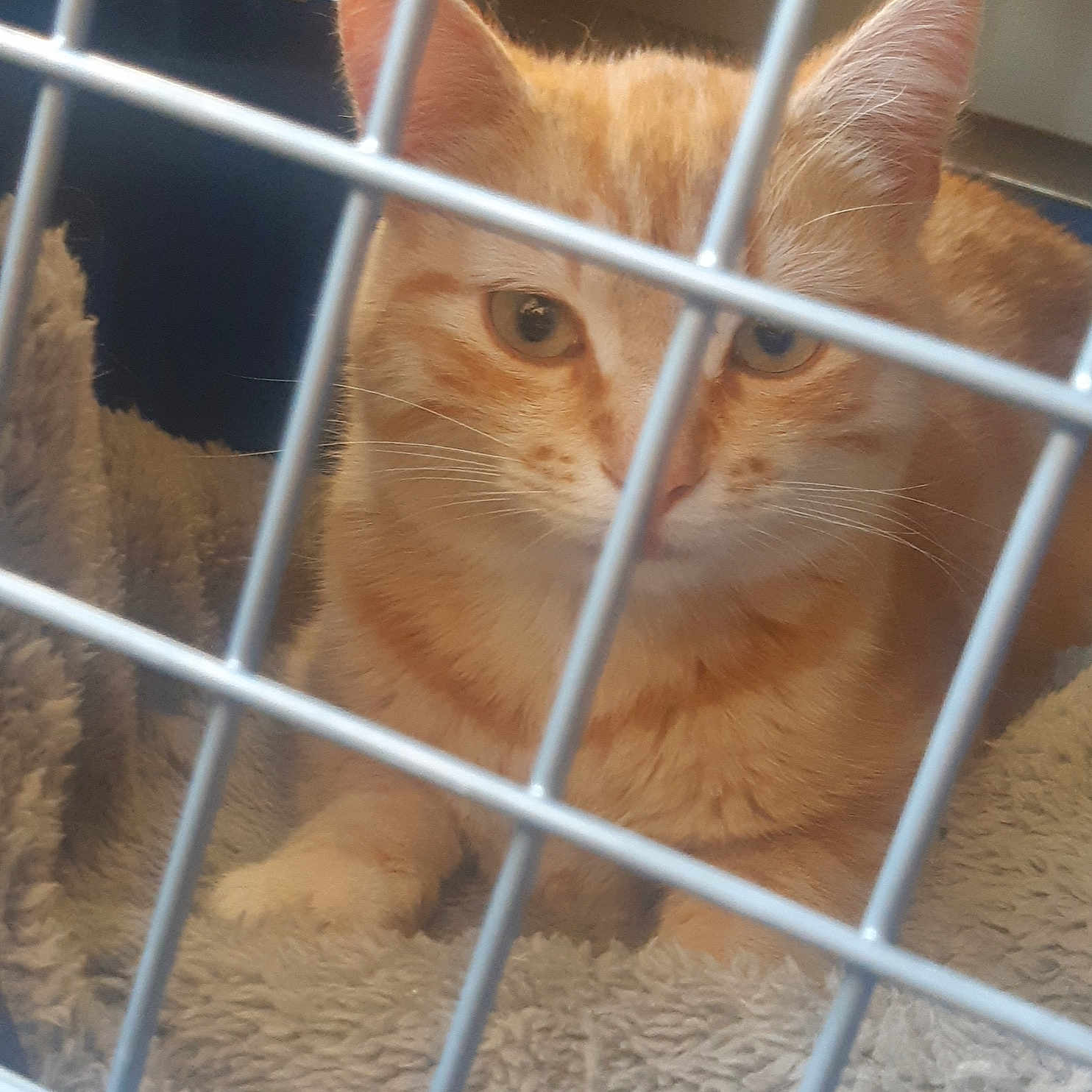 Opy participe au concours pour gagner de l'argent avec cette photo : animal_shelter, cage, fawn, service, snout, whiskers