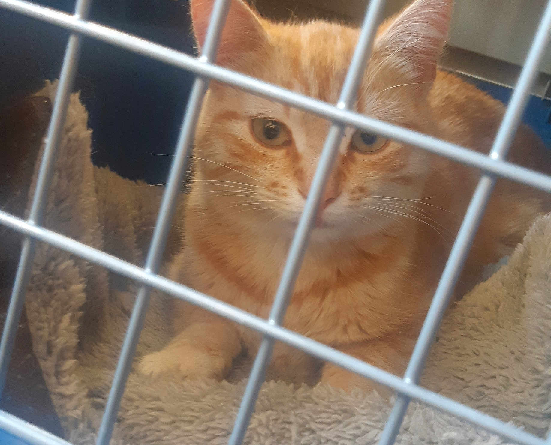 Opy participe au concours pour gagner de l'argent avec cette photo : animal_shelter, cage, fawn, service, snout, whiskers