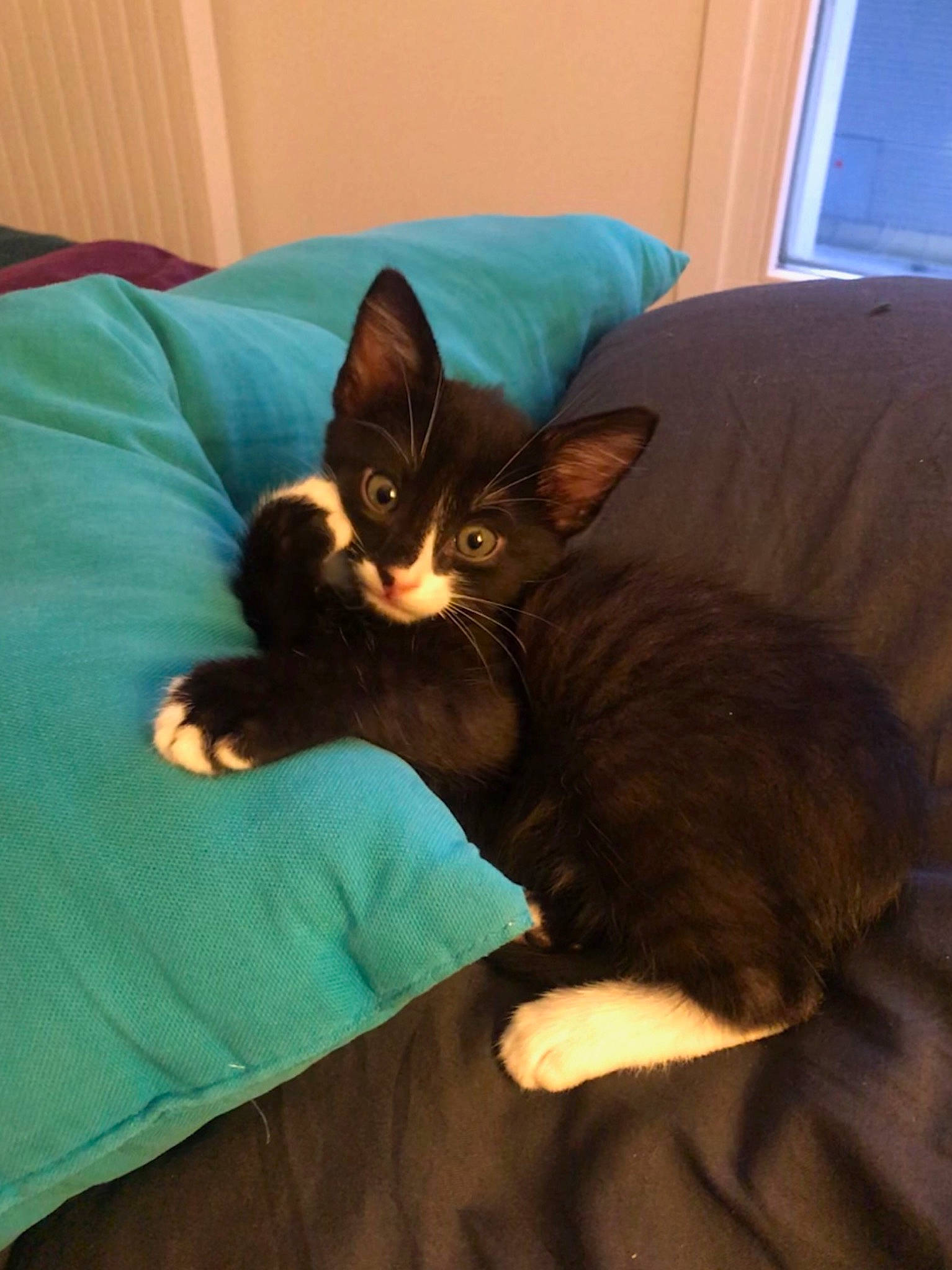 Sparrow a rejoint le concours — aidez-le/la à gagner de superbes lots ! asian, black_cat, carnivore, cat, domestic_short_haired_cat, ear, felidae, german_rex, havana_brown, kitten, small_to_medium_sized_cats, whiskers