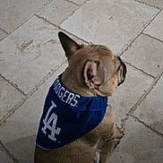 Scooby is registered to the contest to win money with this photo: dog, french_bulldog, bandana, blue, dodgers, pet, indoor, floor, tile, sitting, canine, fur, ears, paws, side_view, looking_away, domestic_animal, companion, cute, small_dog