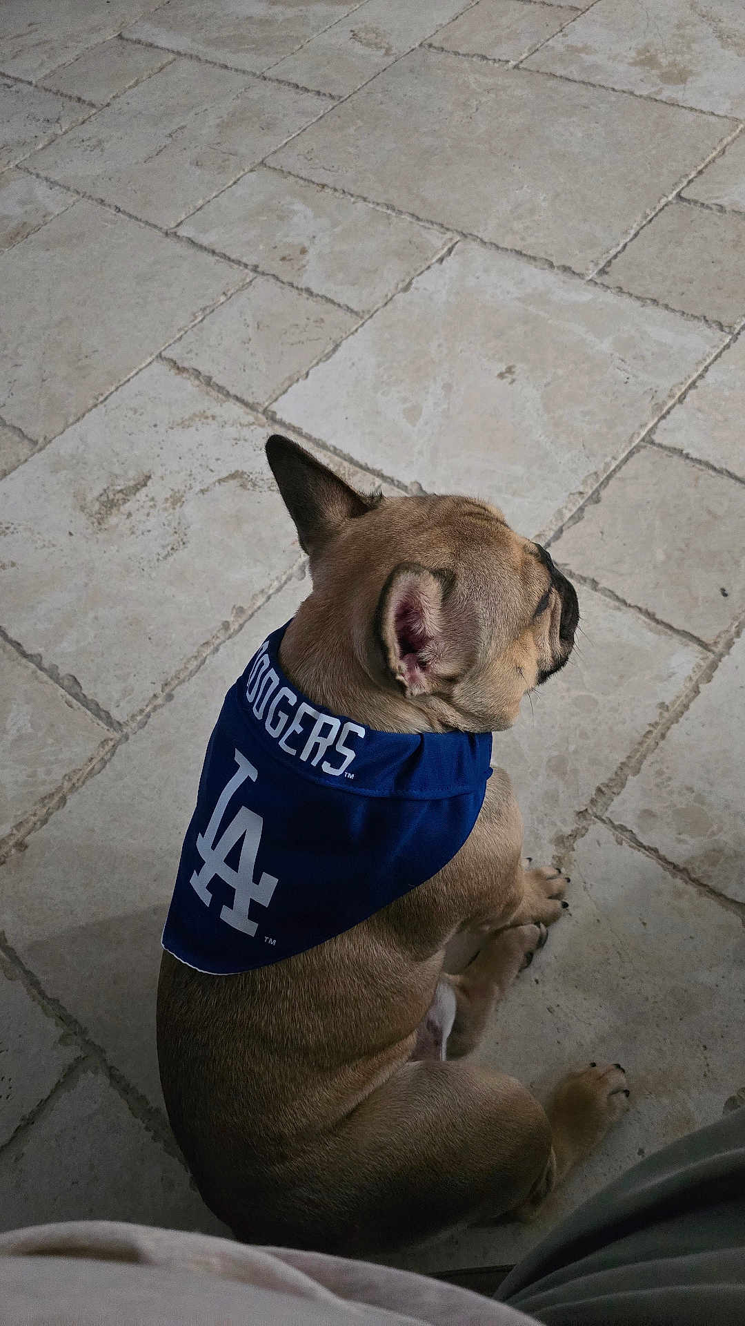 Scooby