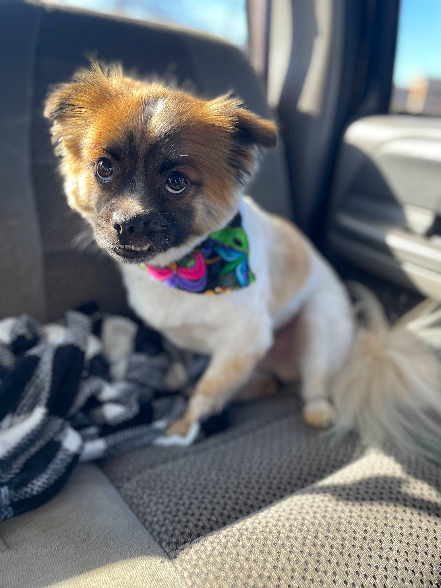 Max Charles Lewis is registered to the contest to win money with this photo: canidae, carnivore, collar, companion_dog, dog, dog_breed, dog_collar, dog_supply, eyewear, fawn, fur, leash, non_sporting_group, pet_supply, snout, sporting_group, tail, toy_dog, whiskers, working_animal