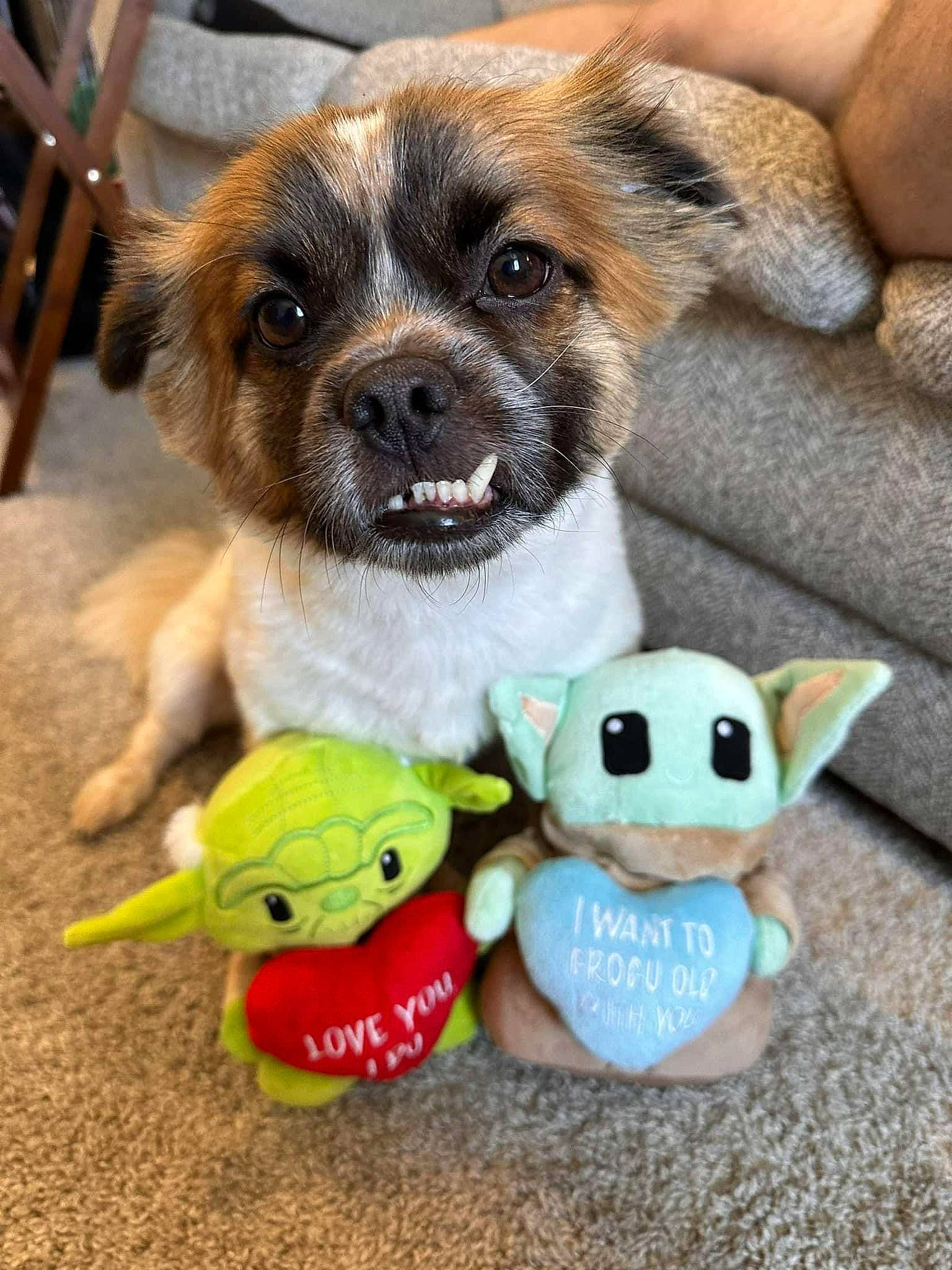 Max Charles Lewis joined the competition — help win amazing prizes! art, baby_toys, canidae, carnivore, collar, companion_dog, dog, dog_breed, fashion_accessory, fawn, fur, happy, paw, plush, puppy, snout, stuffed_toy, toy, toy_dog, whiskers