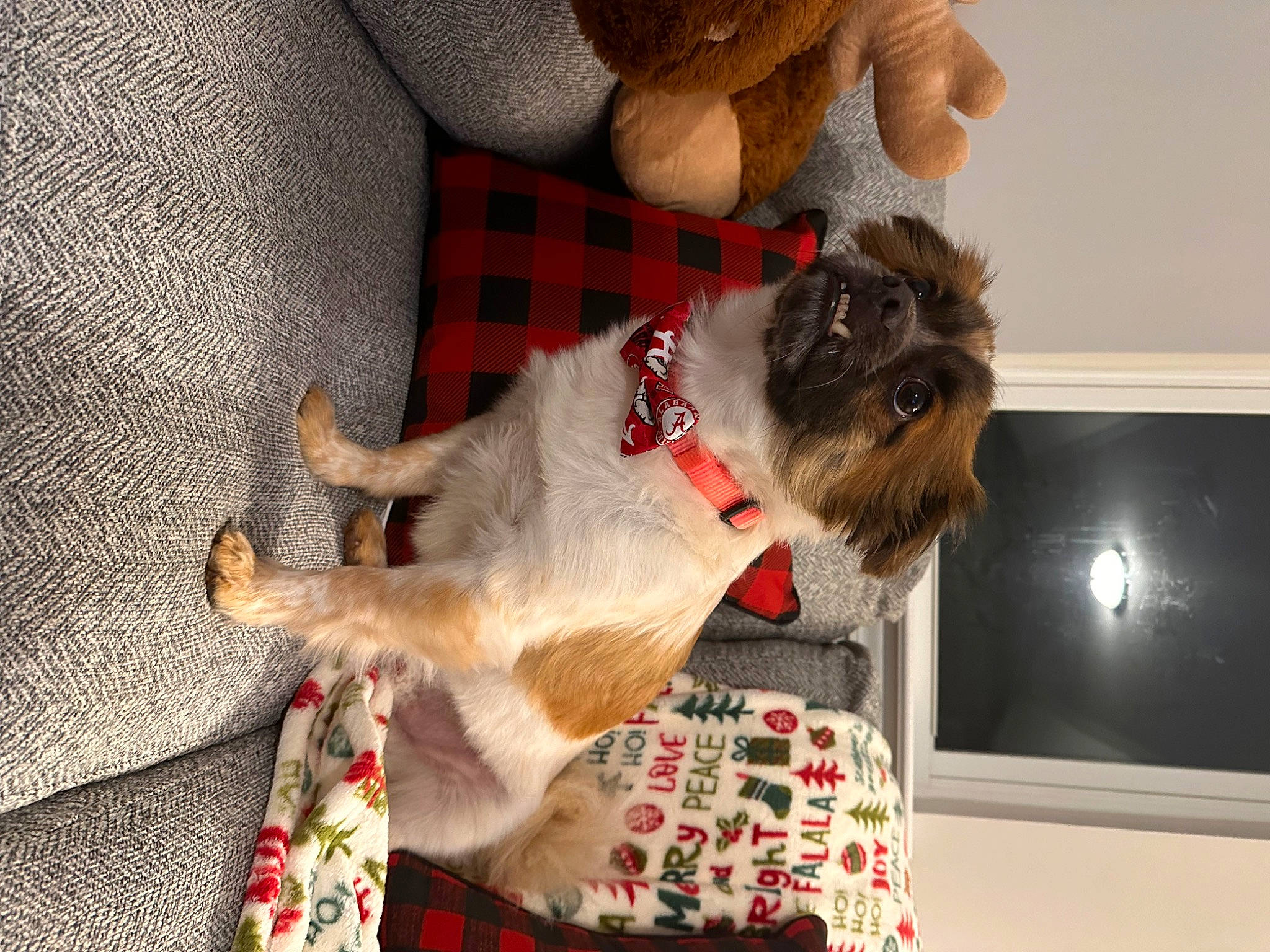 Max Charles Lewis joined the competition — help win amazing prizes! carnivore, collar, comfort, companion_dog, dog, dog_breed, dog_collar, dog_supply, fawn, felidae, fur, mammal, pet_supply, plaid, small_to_medium_sized_cats, sporting_group, tail, tartan, toy_dog, working_animal