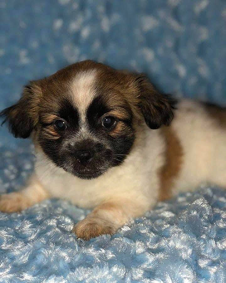 Max Charles Lewis joined the competition — help win amazing prizes! canidae, carnivore, companion_dog, dog, dog_breed, fawn, fur, puppy, snout, sporting_group, terrestrial_animal, toy_dog, whiskers, wildlife