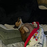 Lucylou joined the competition — help win amazing prizes! dog, sleeping_dog, blanket, floral_blanket, red_trim, pillow, cushion, nap, cozy, indoor, bed, paw, snout, fur, nails, relaxed, upside_down, resting, bedding, home