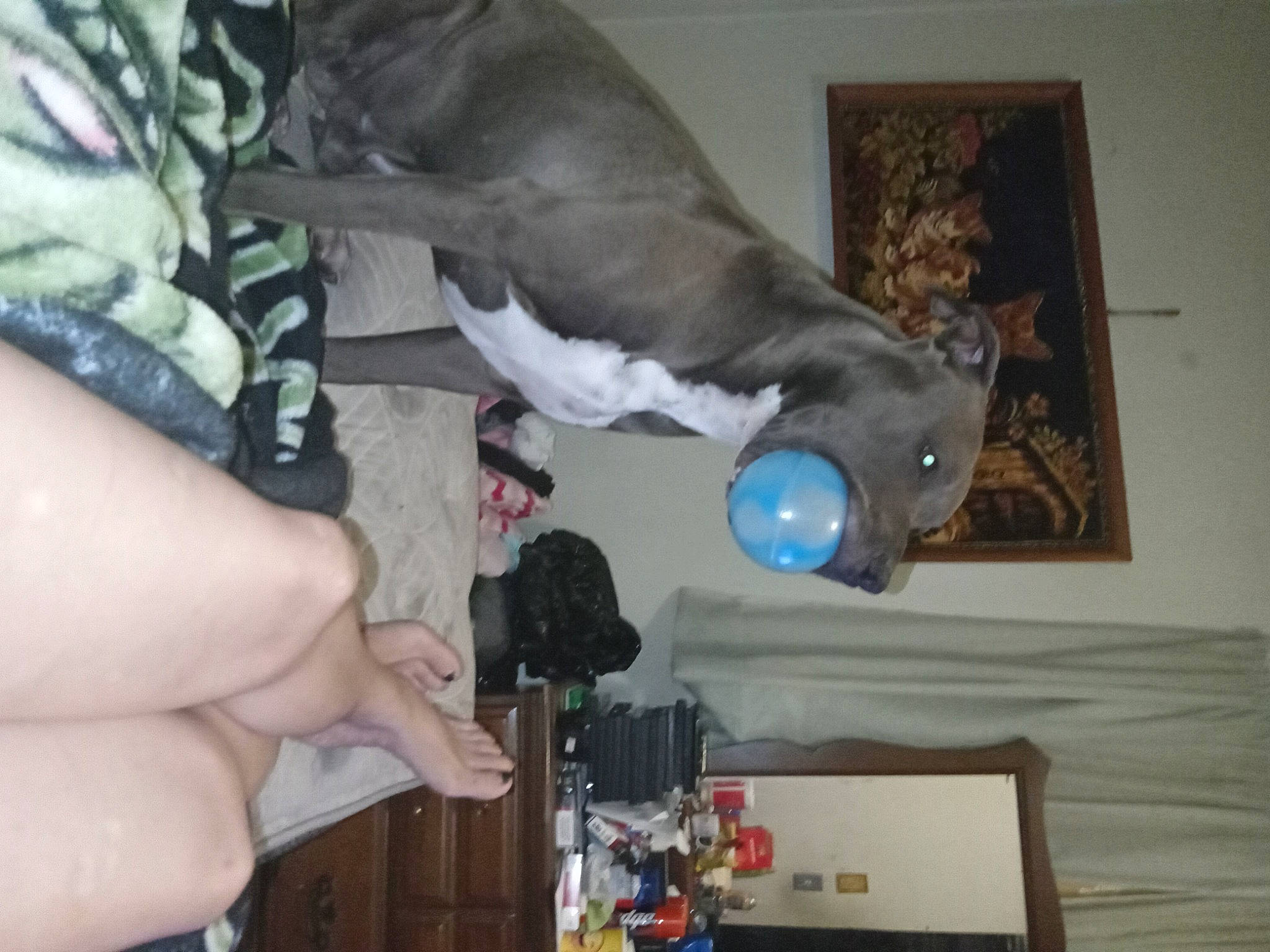 Taz joined the competition — help win amazing prizes! elbow, electrical_wiring, finger, fun, fur, gas, helmet, human_leg, machine, nail, picture_frame, plaster, power_tool, room, visual_arts, wood, wrist