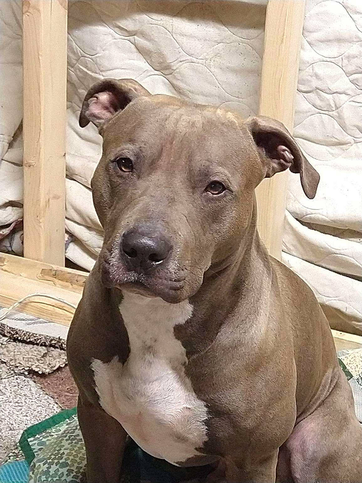 Taz joined the competition — help win amazing prizes! ancient_dog_breeds, carnivore, collar, companion_dog, dog, dog_breed, dog_collar, fawn, liver, non_sporting_group, pet_supply, snout, sporting_group, terrestrial_animal, whiskers, working_animal