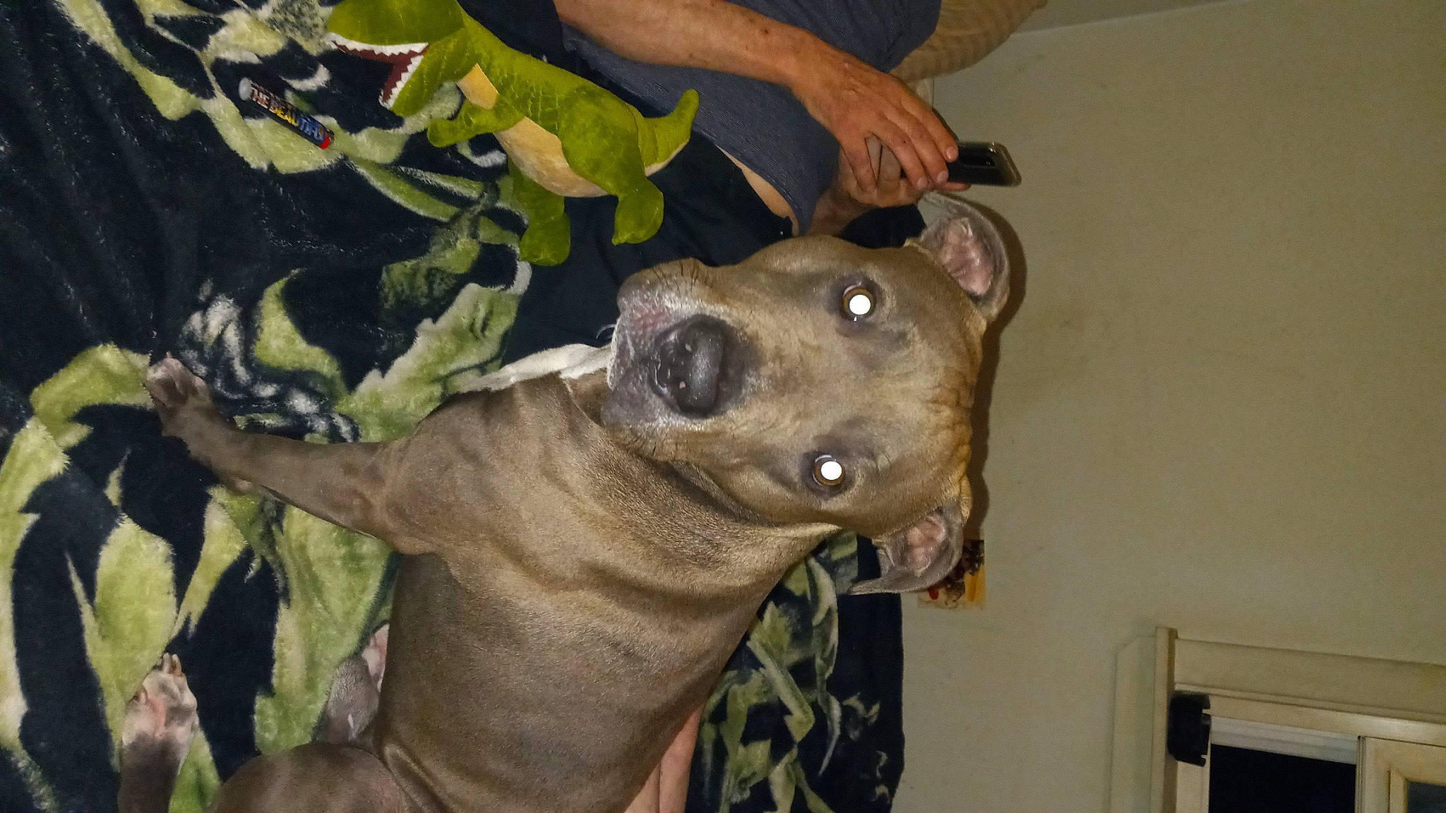 Taz joined the competition — help win amazing prizes! camouflage, canidae, carnivore, collar, companion_dog, dog, dog_breed, dog_collar, ear, fawn, fur, guard_dog, jaw, military, military_camouflage, non_sporting_group, snout, sporting_group, whiskers, working_animal