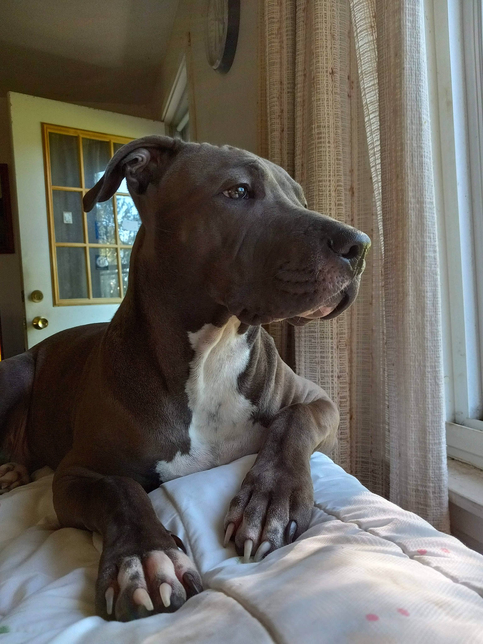 Taz joined the competition — help win amazing prizes! canidae, carnivore, collar, comfort, companion_dog, curtain, dog, dog_breed, dog_collar, fawn, grey, guard_dog, liver, snout, sporting_group, terrestrial_animal, whiskers, window, wood, working_animal