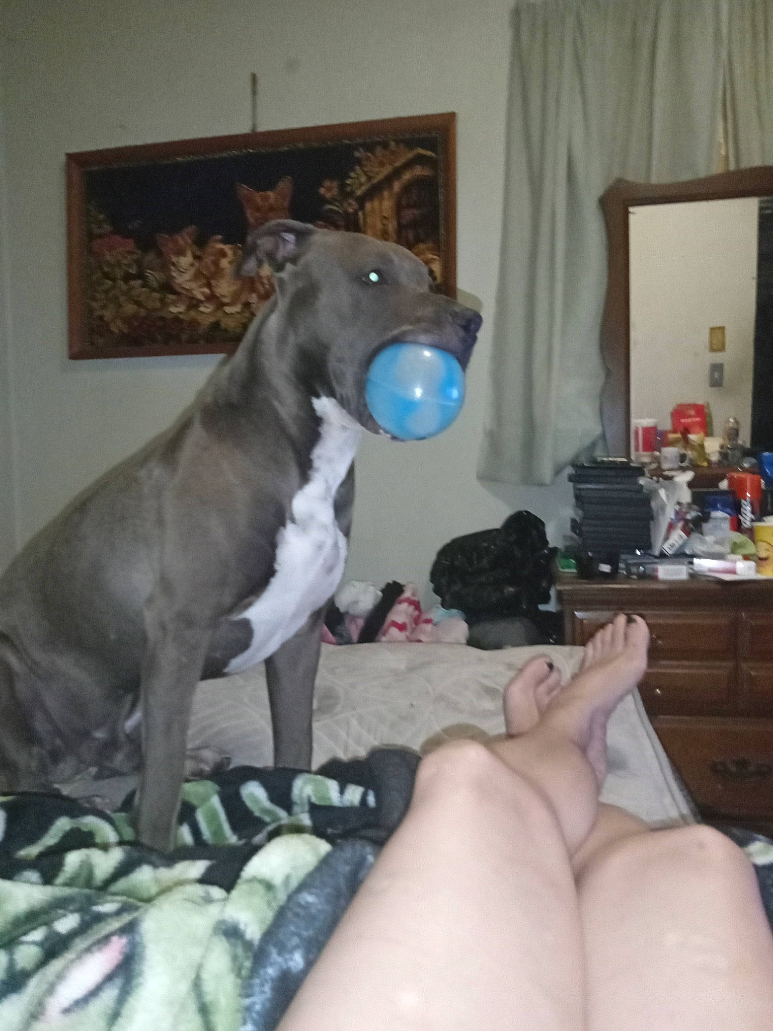 Taz is registered to the contest to win money with this photo: art, carnivore, comfort, companion_dog, curtain, dog, dog_breed, dog_supply, fawn, foot, human_leg, knee, linens, picture_frame, room, tail, terrestrial_animal, thigh, toy, working_animal