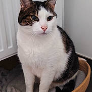 Stuart participe au concours pour gagner de l'argent avec cette photo : cat, tabby, white_fur, pet, indoor, basket, blanket, floor, feline, domestic_animal, cute, animal, whiskers, ears, sitting, looking_away, cozy, household, portrait, fur