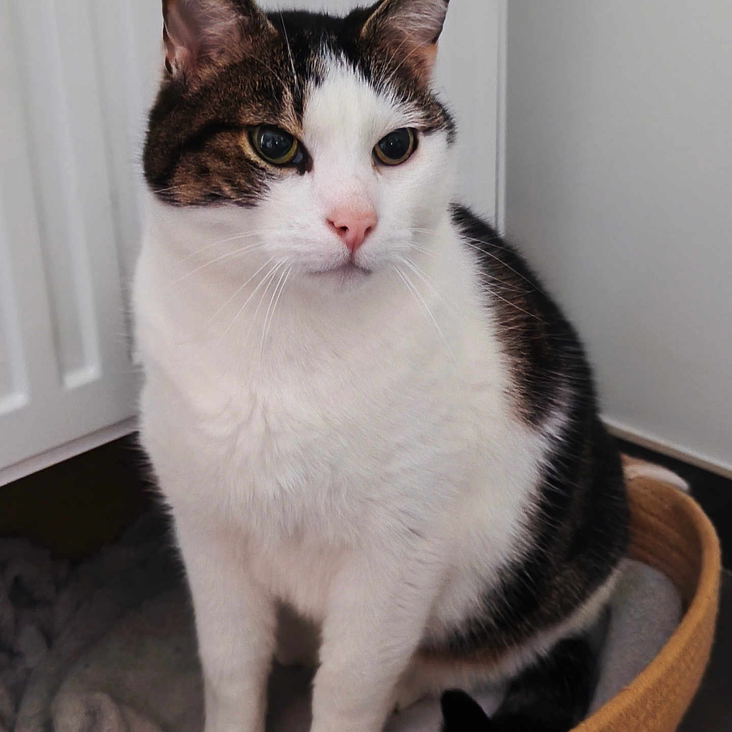 Stuart participe au concours pour gagner de l'argent avec cette photo : cat, tabby, white_fur, pet, indoor, basket, blanket, floor, feline, domestic_animal, cute, animal, whiskers, ears, sitting, looking_away, cozy, household, portrait, fur