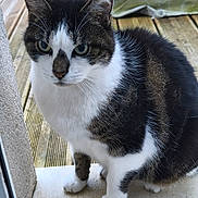 Stitch a rejoint le concours — aidez-le/la à gagner de superbes lots ! cat, tabby, white_fur, pet, animal, curious, sitting, doorstep, wooden_deck, outdoor, feline, whiskers, ears, paws, fur, closeup, domestic_animal, looking, portrait, daylight