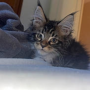 Baïa participe au concours pour gagner de l'argent avec cette photo : animal, bed, blanket, cat, cozy, curious, cute, domestic, ears, feline, fur, indoor, kitten, looking, pet, resting, sleepy, soft, whiskers, young