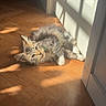 animal, cat, cozy, cute, domestic, door, ears, floor, furry, home, indoor, kitten, natural_light, pet, relaxing, resting, shadow, sunlight, whiskers, wooden_floor