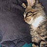 Baïa a rejoint le concours — aidez-le/la à gagner de superbes lots ! animal, bed, blanket, cat, cozy, cute, feline, fur, indoor, kitten, paw, pet, relaxed, resting, sleeping, soft, striped, tabby, whiskers, young