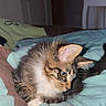 Baïa participe au concours pour gagner de l'argent avec cette photo : animal, bed, blanket, cat, cozy, cute, domestic, ears, fur, fur_pattern, home, indoor, kitten, paws, pet, resting, sleepy, tabby, whiskers, young