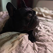Hercules Washington joined the competition — help win amazing prizes! dog, french_bulldog, black_dog, bed, blanket, indoor, pet, animal, fur, ears, snout, portrait, resting, cute, companion, looking_away, soft_light, cozy, domestic, sleepy