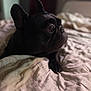 dog, french_bulldog, black_dog, bed, blanket, indoor, pet, animal, fur, ears, snout, portrait, resting, cute, companion, looking_away, soft_light, cozy, domestic, sleepy