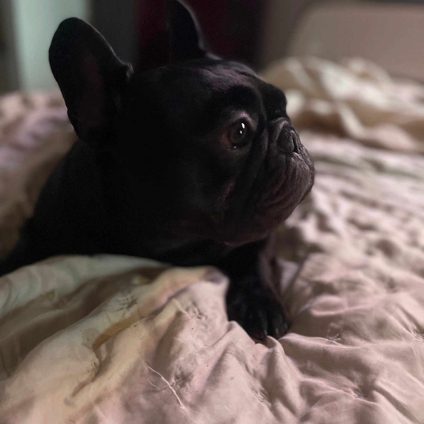 Hercules Washington joined the competition — help win amazing prizes! animal, bed, black_dog, blanket, companion, cozy, cute, dog, domestic, ears, french_bulldog, fur, indoor, looking_away, pet, portrait, resting, sleepy, snout, soft_light