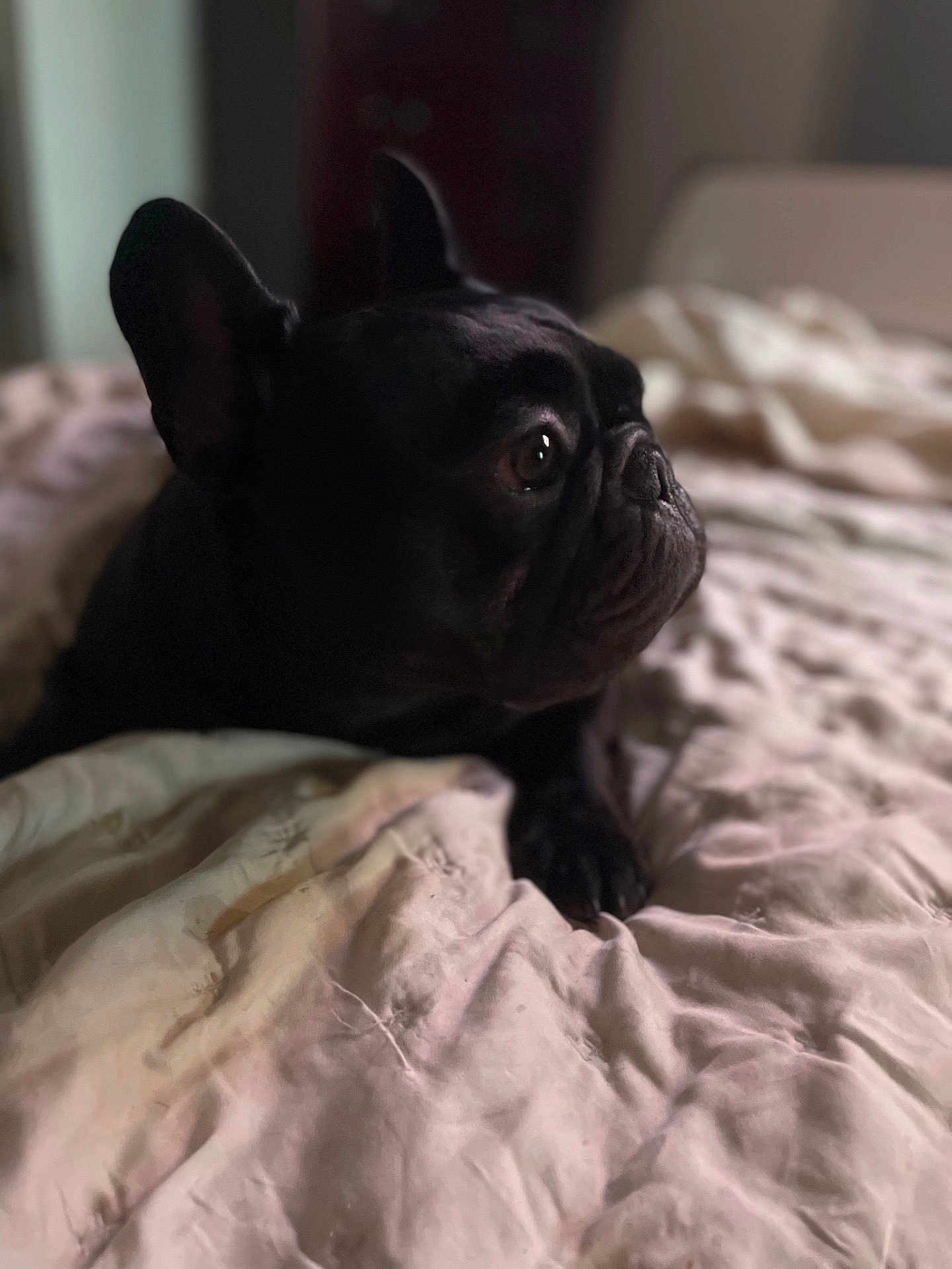 Hercules Washington joined the competition — help win amazing prizes! dog, french_bulldog, black_dog, bed, blanket, indoor, pet, animal, fur, ears, snout, portrait, resting, cute, companion, looking_away, soft_light, cozy, domestic, sleepy