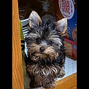 Sadie is registered to the contest to win money with this photo: animal, cereal_box, cute, dog, ears, eyes, fur, indoor, jar, kitchen, pantry, pet, photo_gallery, puppy, screenshot, shelf, small_dog, technology, timestamp, wood