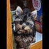 animal, cereal_box, cute, dog, ears, eyes, fur, indoor, jar, kitchen, pantry, pet, photo_gallery, puppy, screenshot, shelf, small_dog, technology, timestamp, wood