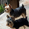 alert, animal, background, canine, concrete_floor, daylight, dog, domestic_animal, fur, grass, metal_railing, outdoor, pet, pet_photo, porch, shadow, small_dog, standing, two_dogs, wooden_post