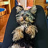 dog, puppy, yorkshire_terrier, pet, lying_down, black_fur, brown_fur, tongue_out, indoor, wooden_interior, legs, cozy, furniture, cabin, cute, small_dog, relaxed, home, animal, companion