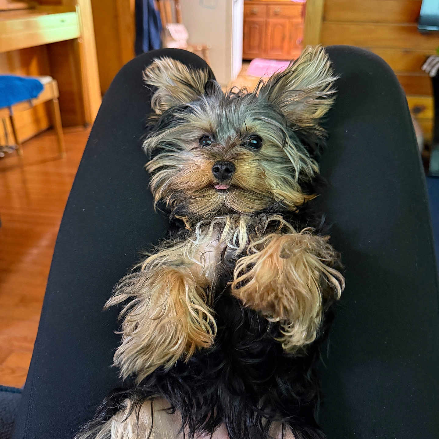 Sadie Jane is registered to the contest to win money with this photo: dog, puppy, yorkshire_terrier, pet, lying_down, black_fur, brown_fur, tongue_out, indoor, wooden_interior, legs, cozy, furniture, cabin, cute, small_dog, relaxed, home, animal, companion