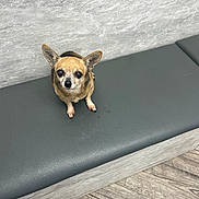 Rosie joined the competition — help win amazing prizes! animal, canine, chihuahua, coyote, dog, dogbed, furniture, indoors, interiordesign, pet, puppy, slate, snout