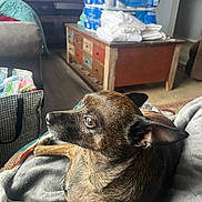 Chester joined the competition — help win amazing prizes! dog, brindle, small_dog, pet, close_up, blanket, couch, living_room, coffee_table, toilet_paper, stacked_packages, wood_floor, ear, eye, portrait, indoor, cozy, fabric, bag, furniture