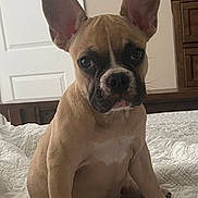 Nani joined the competition — help win amazing prizes! animal, bedroom, cute, dog, ears, eyes, face, french_bulldog, fur, furniture, indoor, nose, paw, pet, puppy, quilt, sitting, white, wood, young