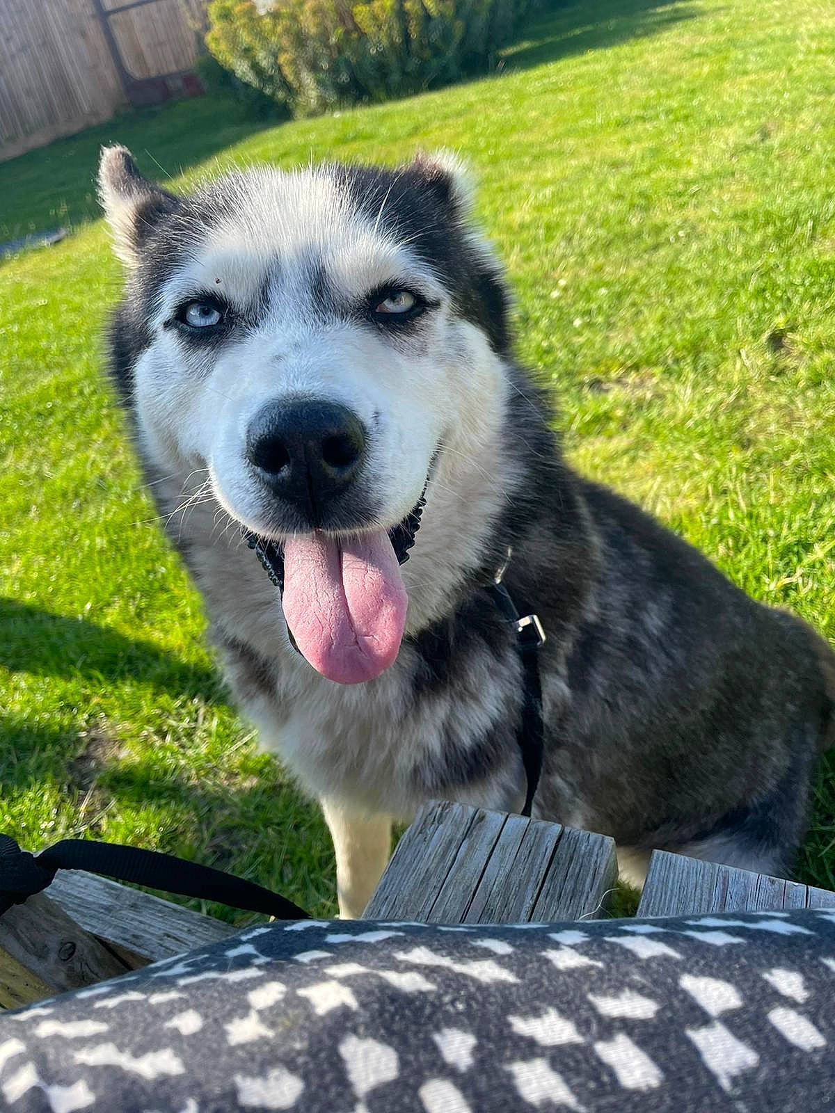 Arla joined the competition — help win amazing prizes! canidae, carnivore, collar, companion_dog, dog, dog_breed, fang, fur, grass, pattern, pet_supply, plaid, plant, recreation, sled_dog, snout, sporting_group, terrestrial_animal, working_animal, working_dog