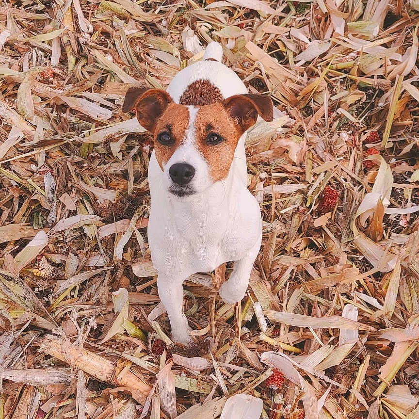 Pooky participe au concours pour gagner de l'argent avec cette photo : animal, canine, chihuahua, countryside, dog, face, grass, head, hound, leaf, nature, outdoors, person, pet, photography, plant, portrait, puppy, soil, straw