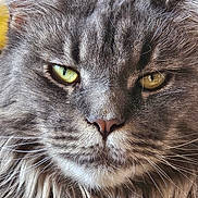 Uno participe au concours pour gagner de l'argent avec cette photo : cat, close_up, gray_fur, yellow_eyes, whiskers, fluffy, pet, animal, portrait, face, feline, muzzle, ears, nose, fur_texture, indoor, domestic_animal, looking, curious, soft_light