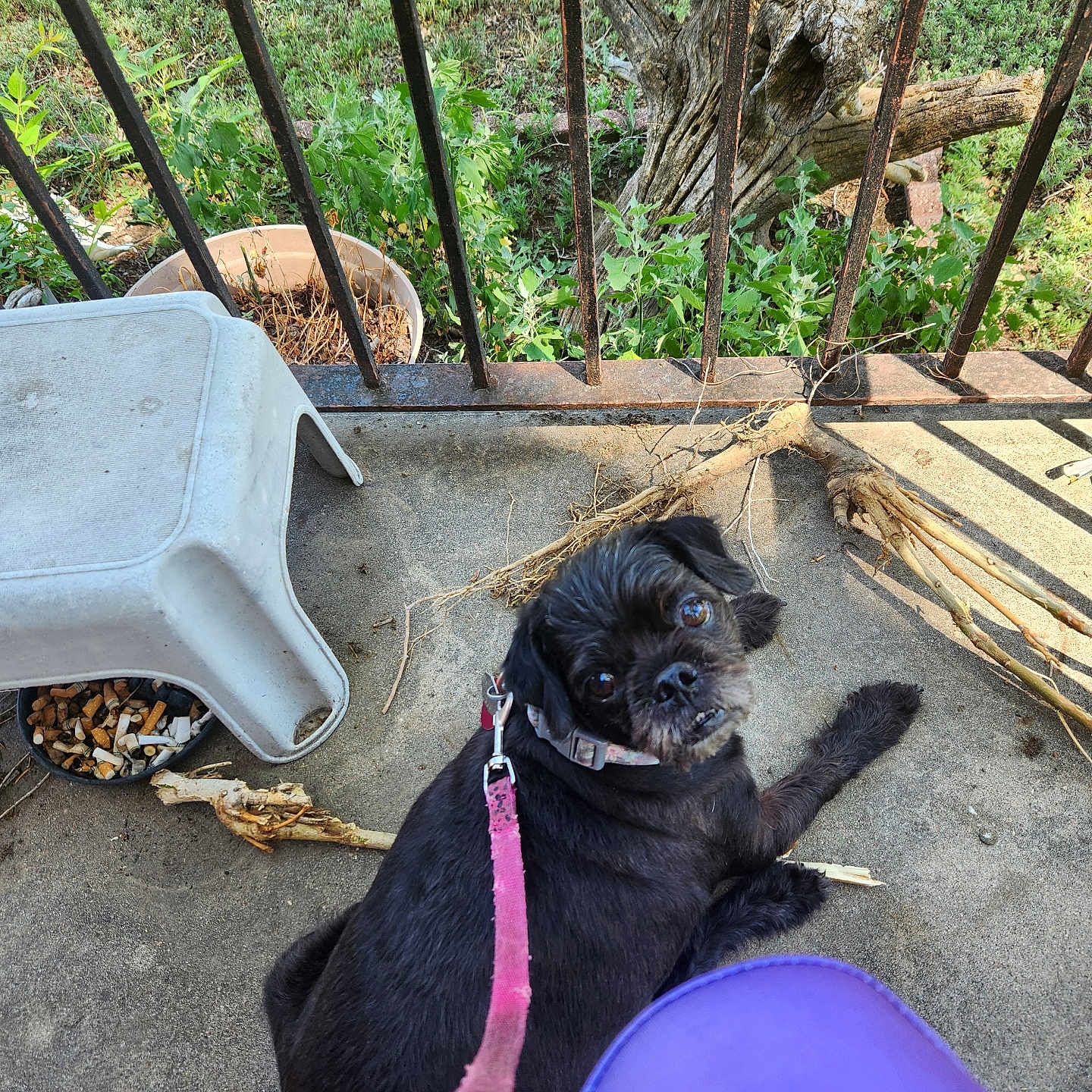 Changalinga joined the competition — help win amazing prizes! affenpinscher, animal, architecture, building, canine, chair, device, dog, furniture, house, housing, pet, plant, pug, puppy, shovel, slate, tool, tree, wood