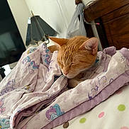 Peaches joined the competition — help win amazing prizes! cat, sleeping, orange_cat, blanket, bed, bedroom, lamp, wooden_headboard, polka_dot, pastel_colors, cozy, indoor, pet, fur, rest, cute, animal, nap, comfort, feline