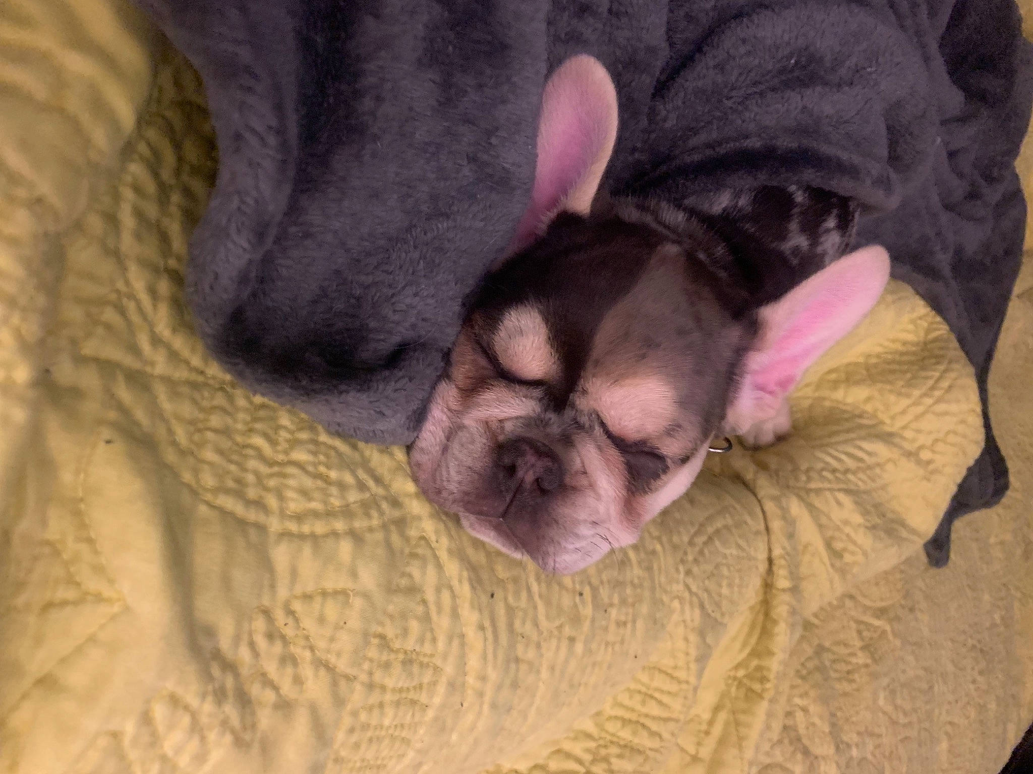 Ariat is registered to the contest to win money with this photo: bedtime, bulldog, canidae, carnivore, comfort, companion_dog, dog, dog_breed, ear, fawn, linens, liver, nap, snout, sporting_group, terrestrial_animal, toy_dog, whiskers, working_animal, wrinkle