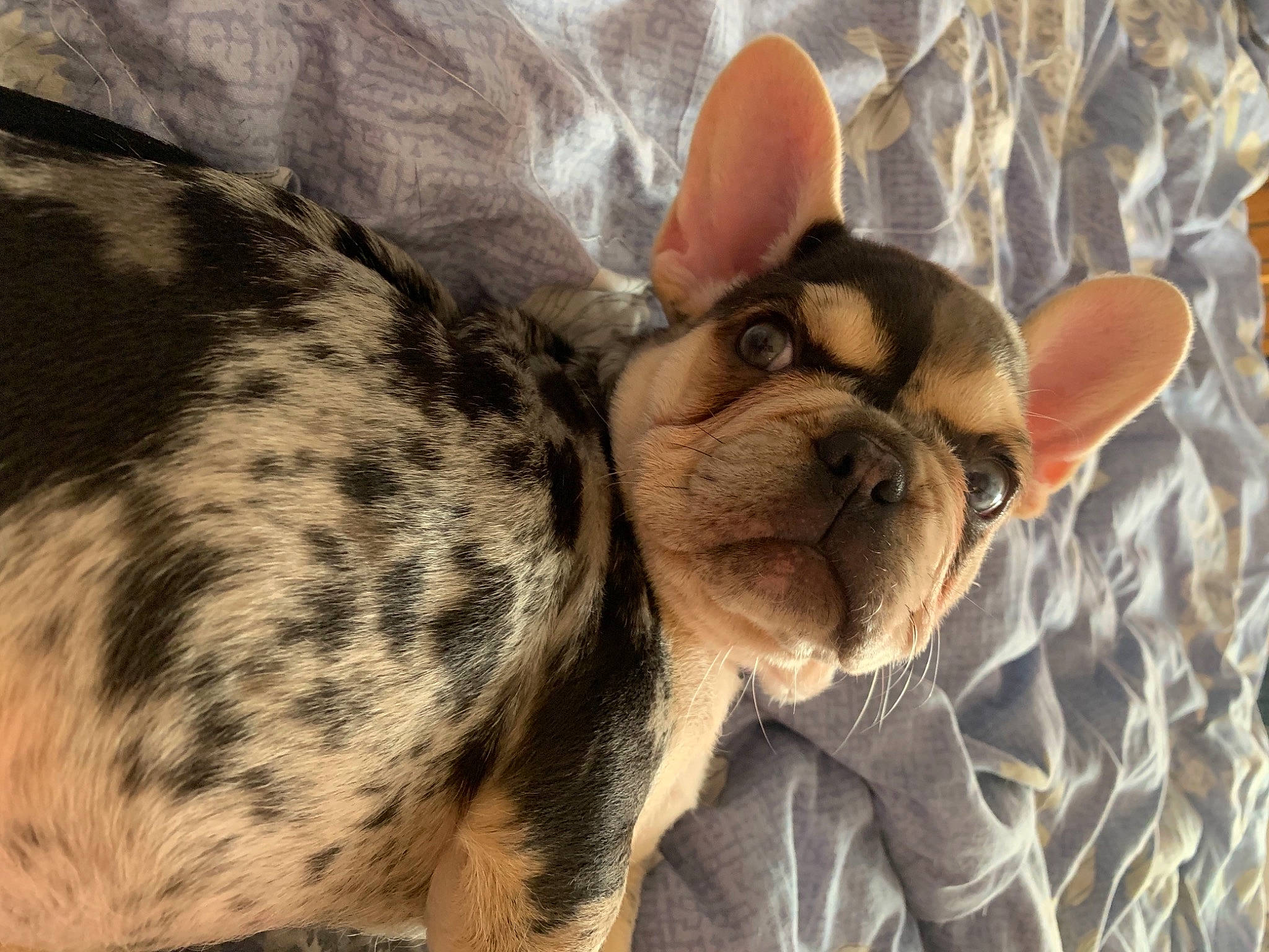 Ariat is registered to the contest to win money with this photo: canidae, carnivore, chihuahua, comfort, companion_dog, dog, dog_breed, ear, fawn, felidae, french_bulldog, fur, nap, snout, sporting_group, terrestrial_animal, toy_dog, whiskers, working_animal, wrinkle