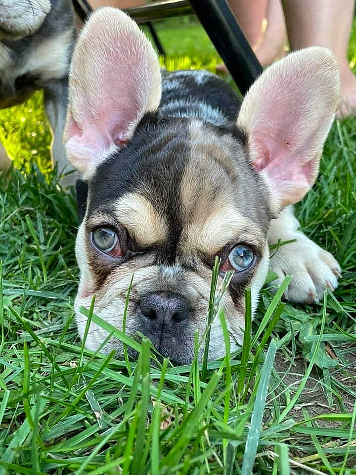 Ariat joined the competition — help win amazing prizes! bulldog, canidae, carnivore, companion_dog, dog, dog_breed, ear, fawn, french_bulldog, grass, molosser, plant, pug, snout, sporting_group, terrestrial_animal, toy_dog, whiskers, working_animal, wrinkle