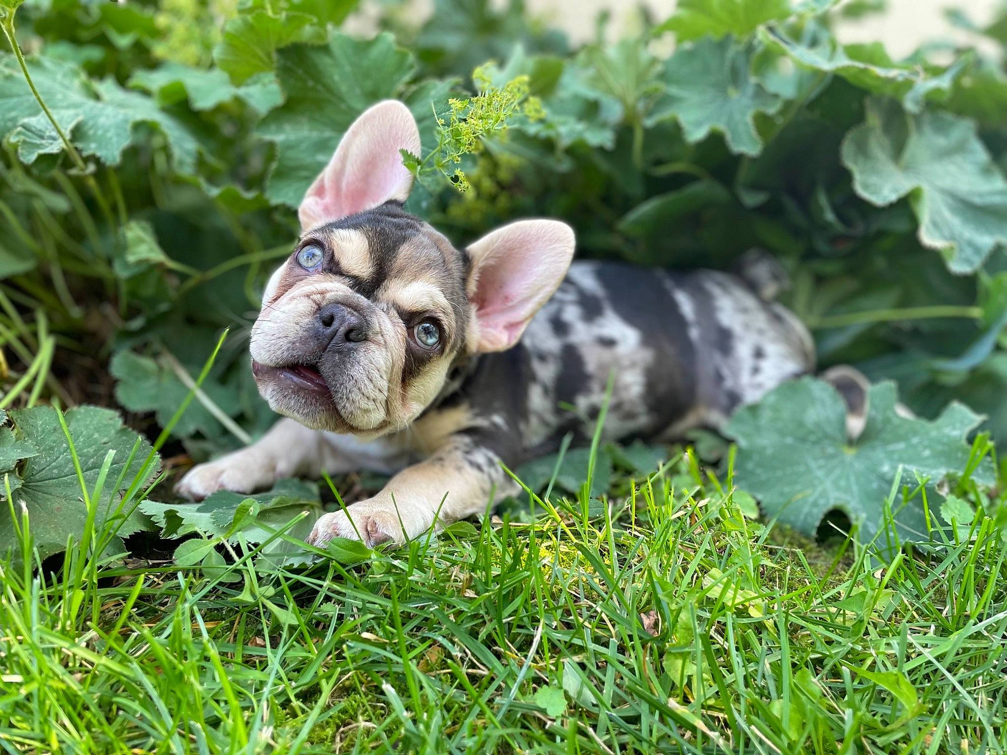 Ariat is registered to the contest to win money with this photo: canidae, carnivore, companion_dog, dog, dog_breed, ear, fawn, garden, grass, groundcover, plant, rabbits_and_hares, snout, sporting_group, terrestrial_animal, toy_dog, whiskers, wildlife, working_animal, wrinkle