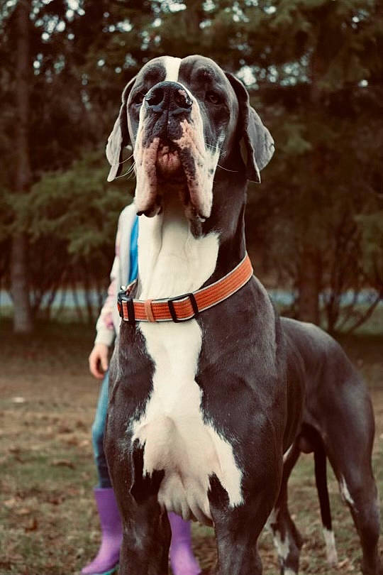 Knox is registered to the contest to win money with this photo: canidae, carnivore, collar, companion_dog, dog, dog_breed, dog_collar, dog_supply, fawn, fur, gun_dog, leash, liver, pet_supply, plant, snout, sporting_group, tree, whiskers, working_animal