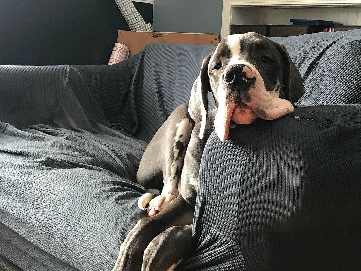 Knox joined the competition — help win amazing prizes! carnivore, comfort, companion_dog, couch, dog, dog_breed, dog_supply, fawn, flooring, fur, grey, human_leg, linens, living_room, luxury_vehicle, pattern, room, sitting, sporting_group, working_animal