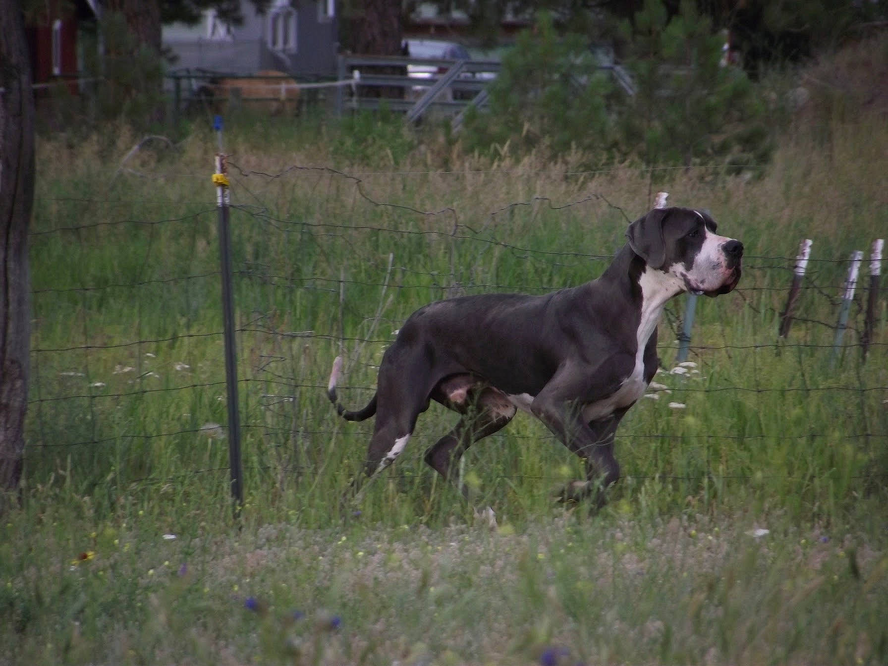 Knox joined the competition — help win amazing prizes! canidae, carnivore, companion_dog, dog, dog_breed, dog_collar, fawn, german_shorthaired_pointer, grass, grassland, guard_dog, gun_dog, plant, pointing_breed, sighthound, snout, tail, terrestrial_animal, working_animal, working_dog