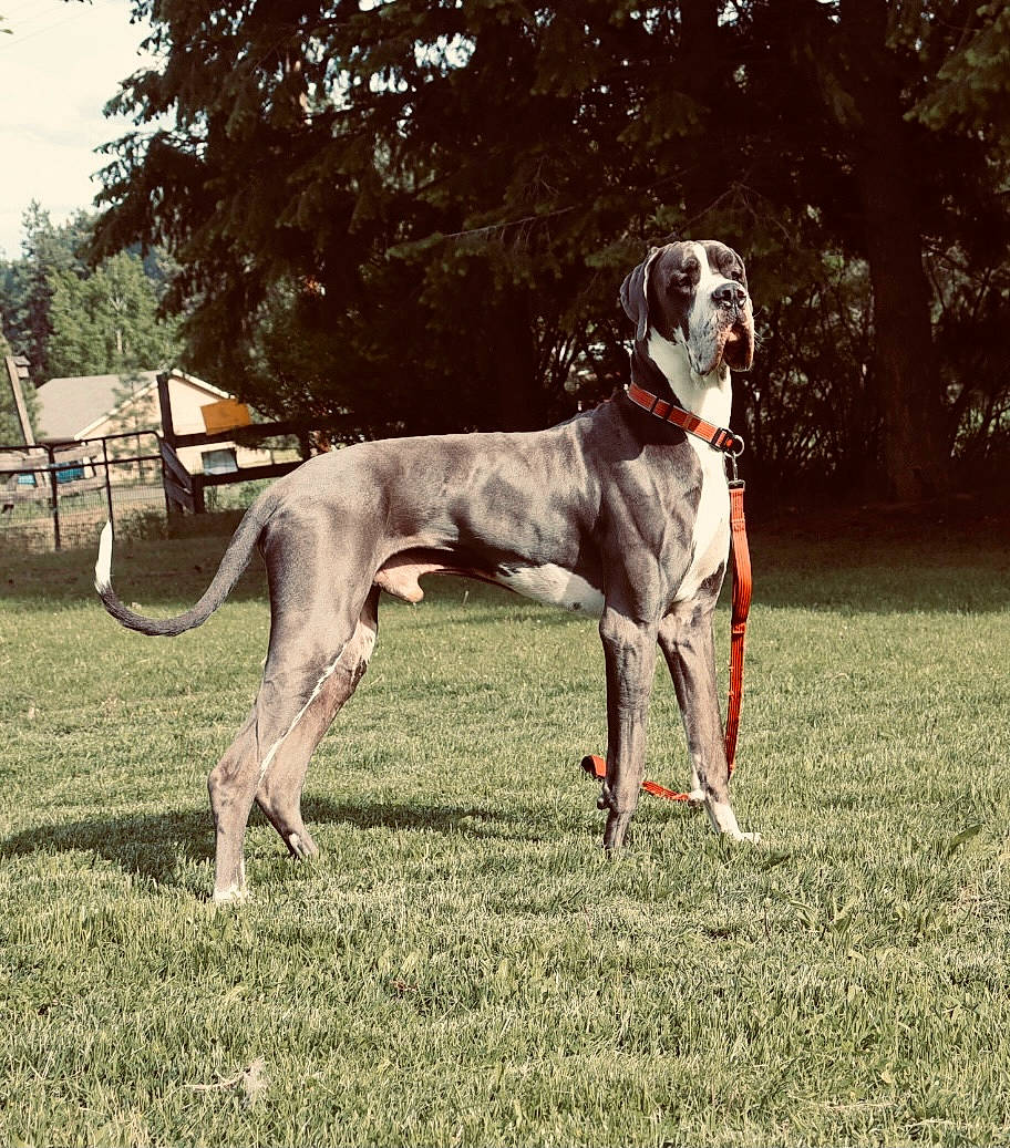 Knox joined the competition — help win amazing prizes! canidae, carnivore, collar, companion_dog, dog, dog_breed, dog_collar, dog_supply, fawn, grass, great_dane, gun_dog, plant, sighthound, snout, sporting_group, tail, tree, working_animal, working_dog