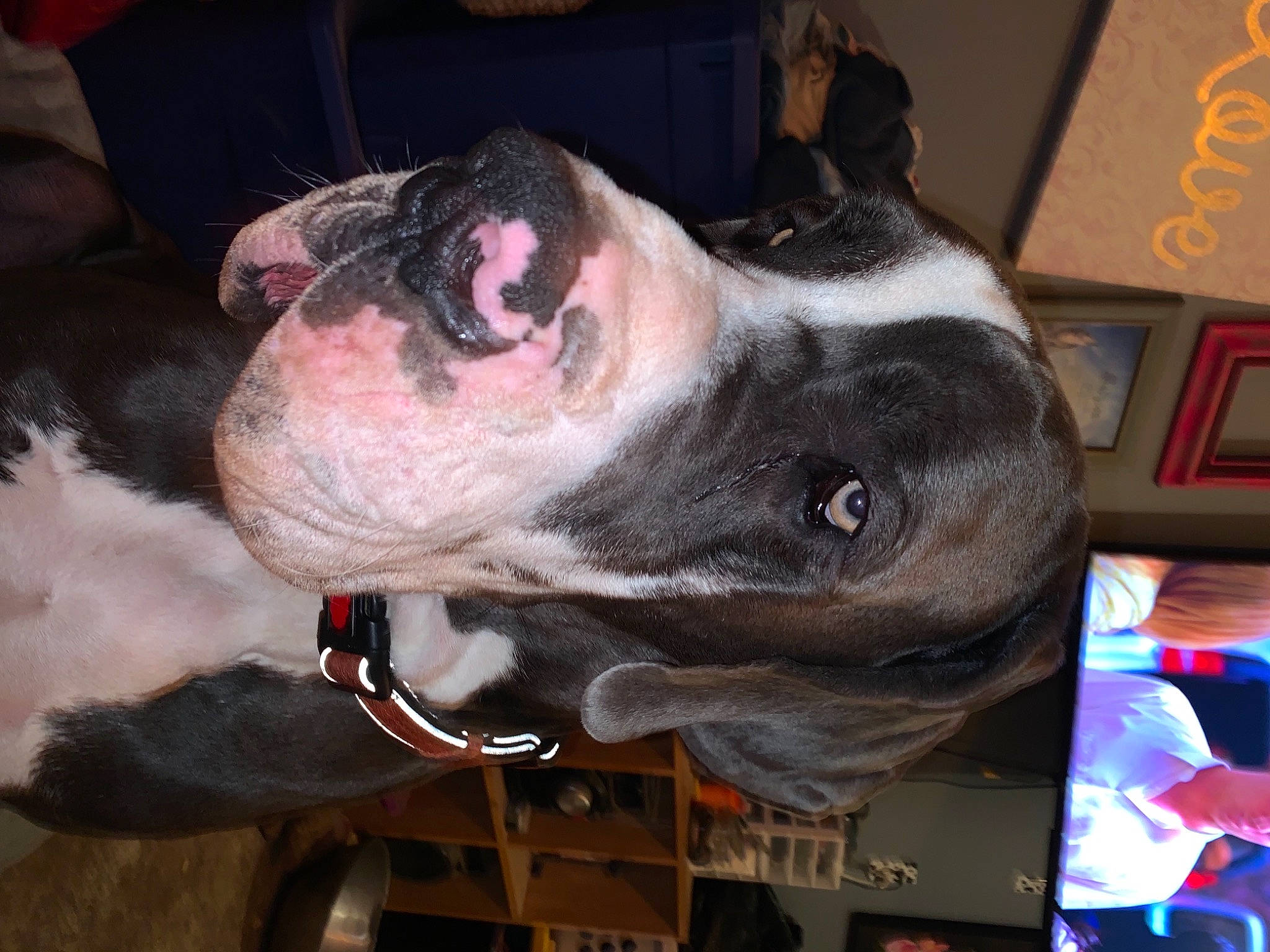 Knox joined the competition — help win amazing prizes! carnivore, collar, companion_dog, dog, dog_breed, dog_collar, dog_supply, ear, fawn, flesh, fur, jaw, leash, mammal, pet_supply, picture_frame, snout, sporting_group, whiskers, working_animal