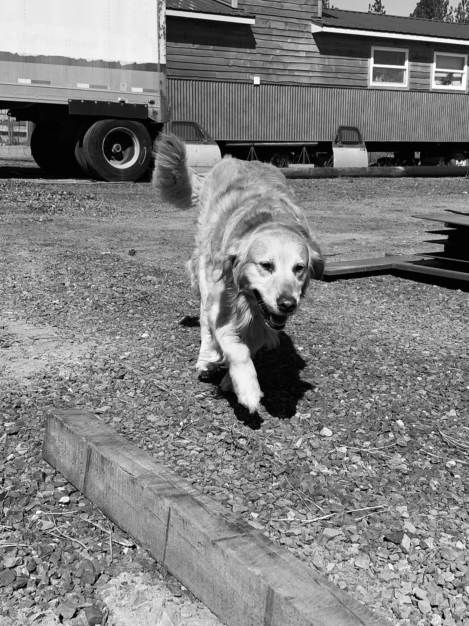 Gunner is registered to the contest to win money with this photo: automotive_tire, black_and_white, canidae, carnivore, companion_dog, dog, dog_breed, fender, grass, monochrome, monochrome_photography, rolling, soil, sporting_group, tire, tread, truck, vehicle, wheel, working_animal